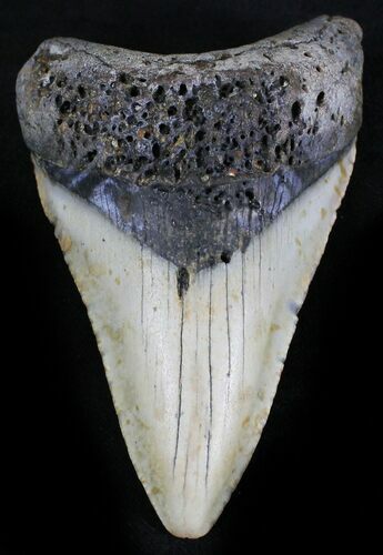 Bargain Megalodon Tooth - North Carolina #28487